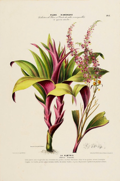 Flore d’Amérique, dessinée d’après nature sur les lieux Pl.185