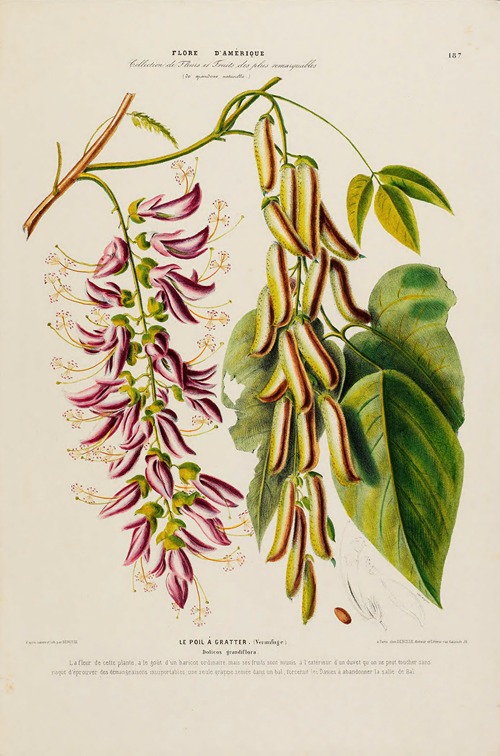Flore d’Amérique, dessinée d’après nature sur les lieux Pl.187