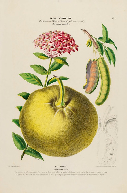 Flore d’Amérique, dessinée d’après nature sur les lieux Pl.192