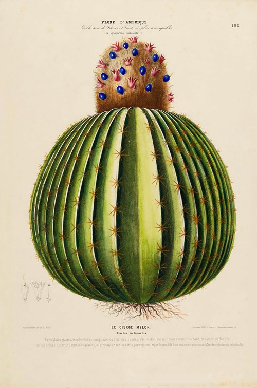 Flore d’Amérique, dessinée d’après nature sur les lieux Pl.198