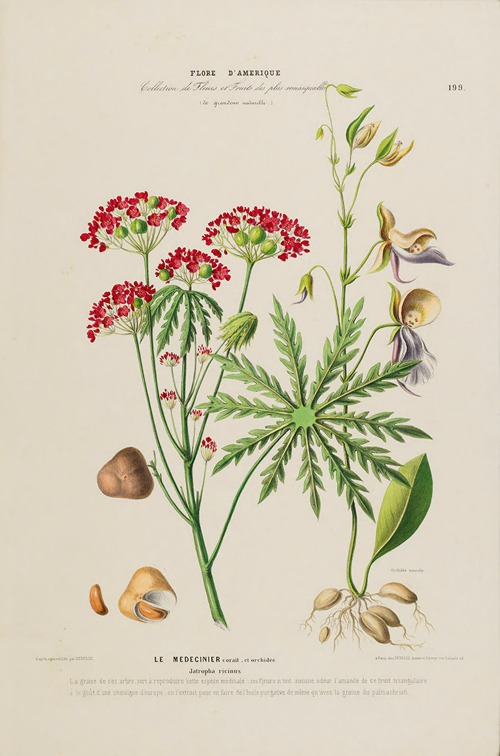 Flore d’Amérique, dessinée d’après nature sur les lieux Pl.199