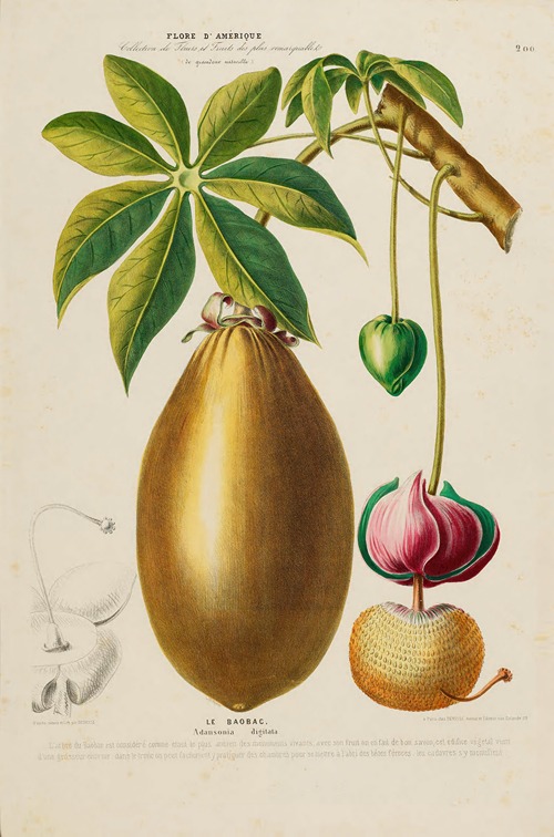 Flore d’Amérique, dessinée d’après nature sur les lieux Pl.200