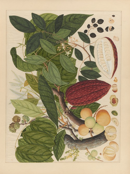 Album of Chinese watercolors of Asian fruits Pl.07