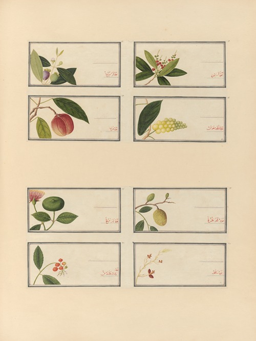 Album of Chinese watercolors of Asian fruits Pl.27