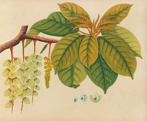 Album of watercolors of Asian fruits and flowers Pl.03
