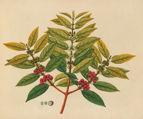 Album of watercolors of Asian fruits and flowers Pl.07