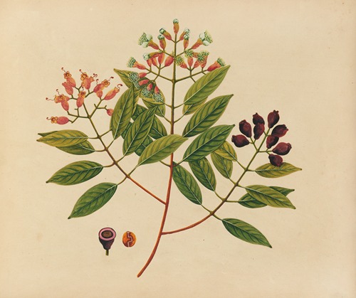 Album of watercolors of Asian fruits and flowers Pl.08