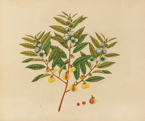 Album of watercolors of Asian fruits and flowers Pl.09