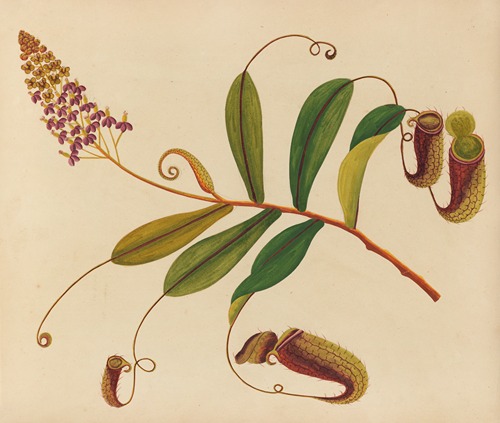 Album of watercolors of Asian fruits and flowers Pl.10