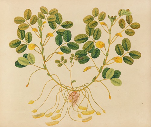Album of watercolors of Asian fruits and flowers Pl.11