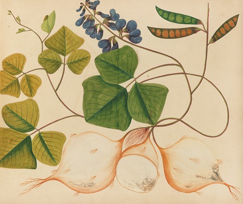 Album of watercolors of Asian fruits and flowers Pl.13