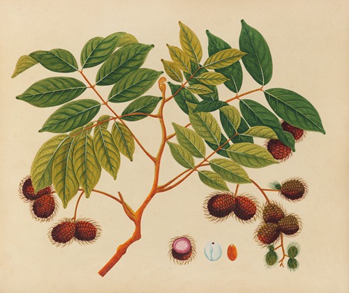 Album of watercolors of Asian fruits and flowers Pl.16
