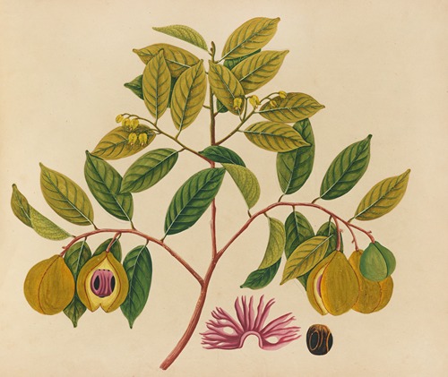 Album of watercolors of Asian fruits and flowers Pl.35