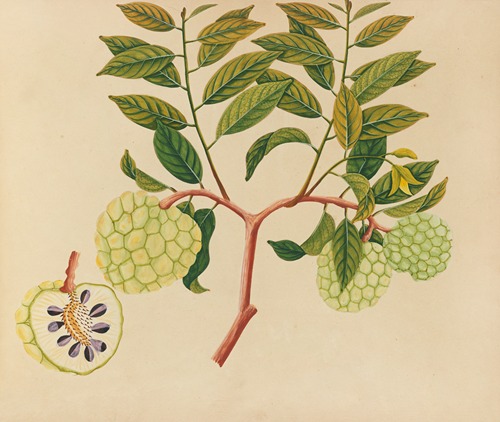 Album of watercolors of Asian fruits and flowers Pl.37