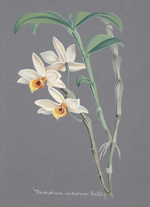 Collection d’orchidées Pl.12