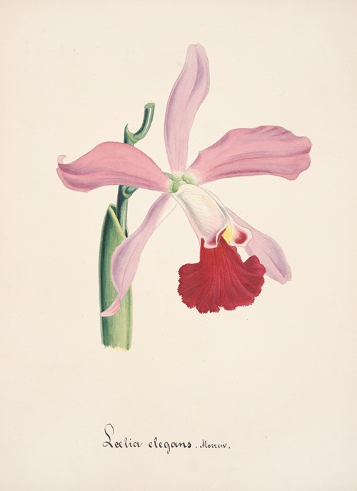 Collection d’orchidées Pl.16