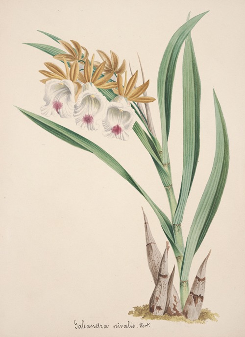 Collection d’orchidées Pl.18
