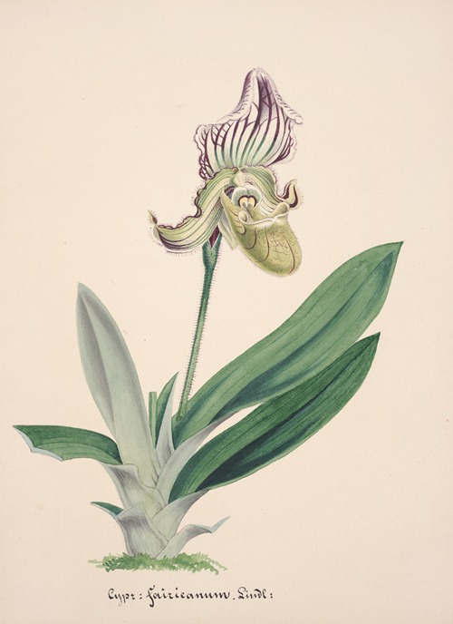 Collection d’orchidées Pl.24