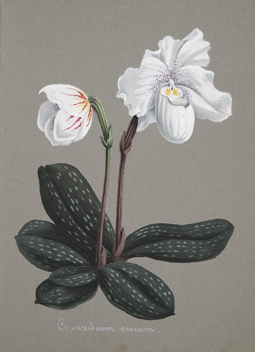 Collection d’orchidées Pl.29