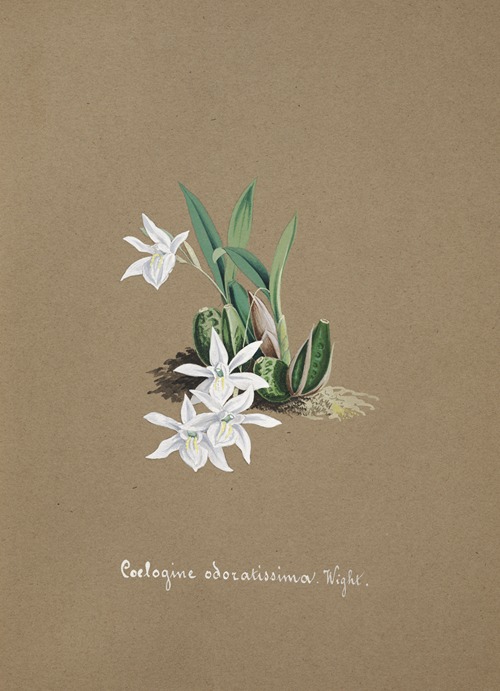 Collection d’orchidées Pl.30