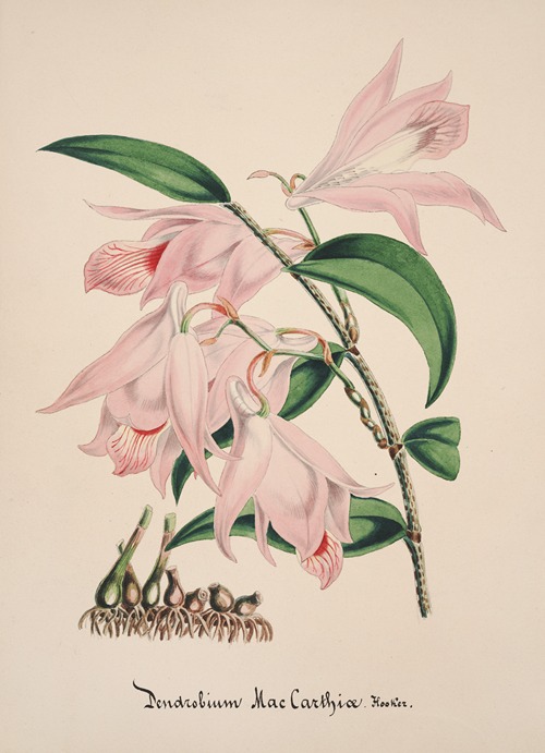 Collection d’orchidées Pl.33