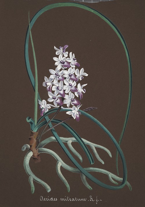 Collection d’orchidées Pl.37