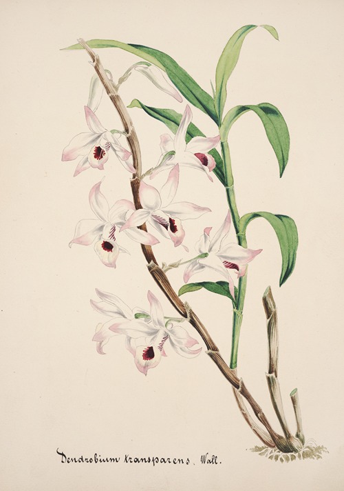 Collection d’orchidées Pl.39