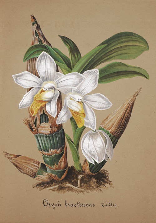 Collection d’orchidées Pl.42