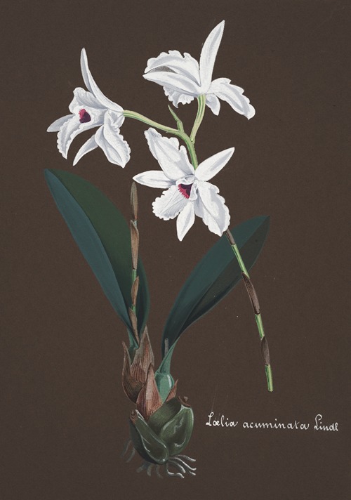 Collection d’orchidées Pl.48