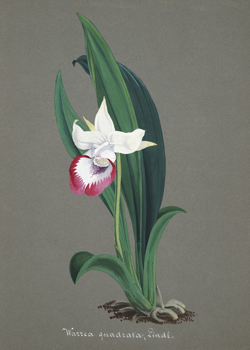 Collection d’orchidées Pl.54