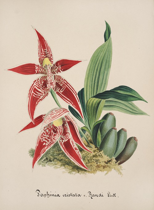 Collection d’orchidées Pl.56