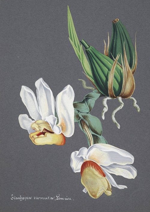 Collection d’orchidées Pl.59