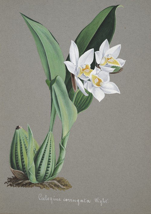 Collection d’orchidées Pl.62