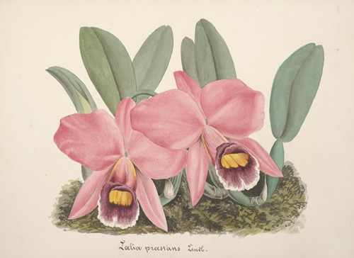 Collection d’orchidées Pl.70