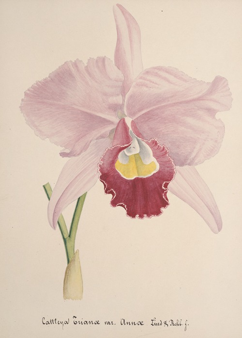 Collection d’orchidées Pl.71