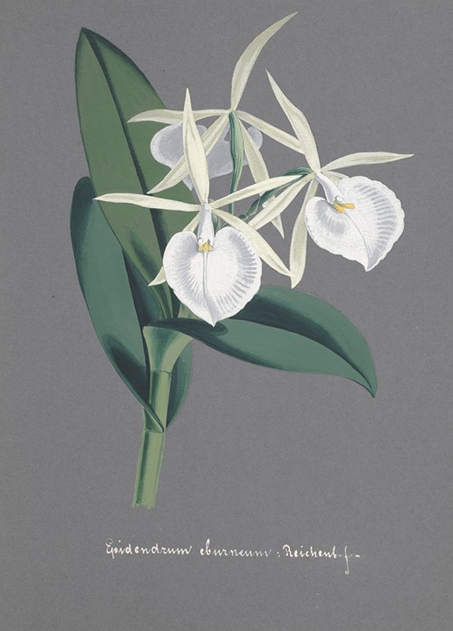 Collection d’orchidées Pl.74