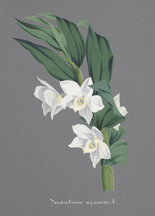 Collection d’orchidées Pl.75
