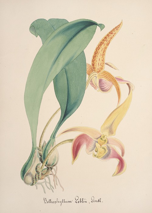 Collection d’orchidées Pl.77