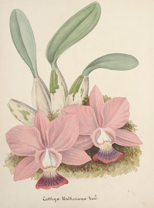Collection d’orchidées Pl.80