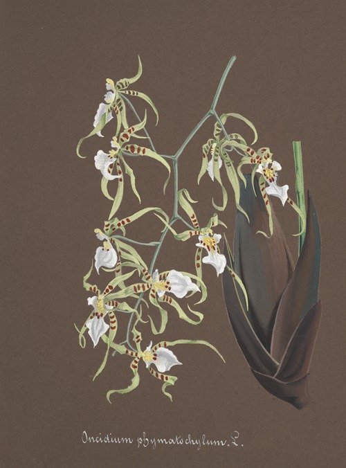 Collection d’orchidées Pl.81