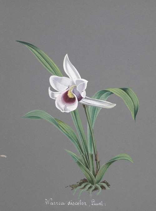 Collection d’orchidées Pl.83
