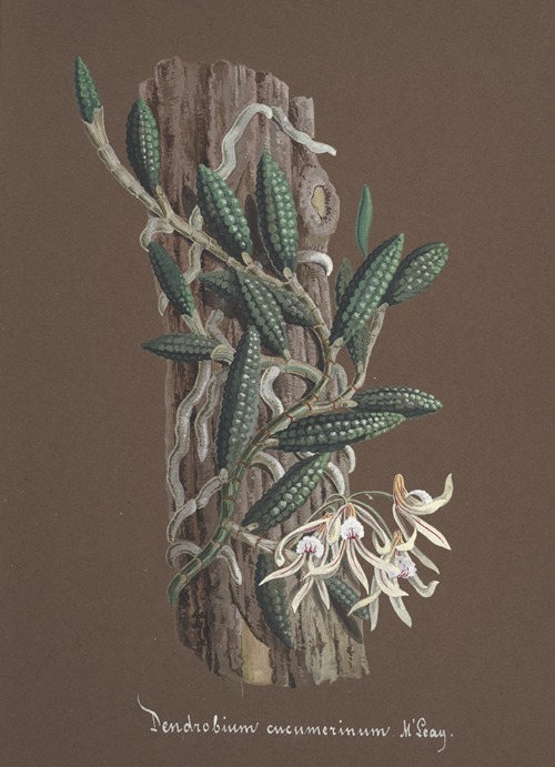 Collection d’orchidées Pl.87