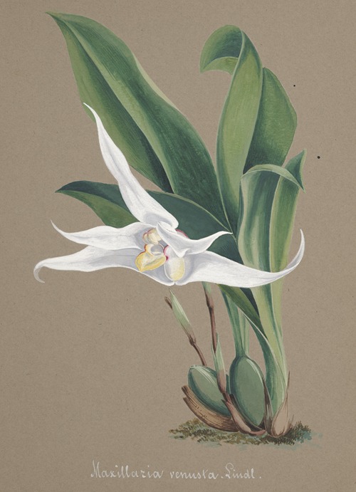 Collection d’orchidées Pl.90