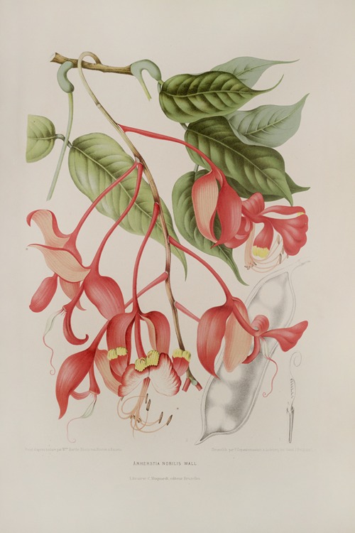 Fleurs, fruits et feuillages choisis de l’ille de Java Pl.02