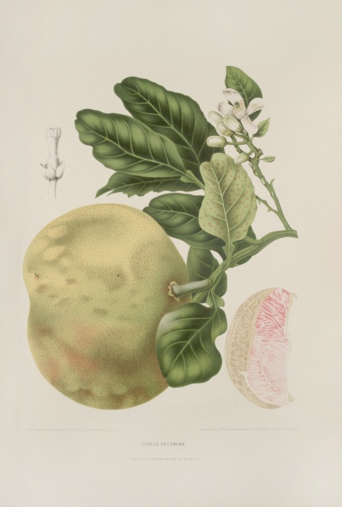 Fleurs, fruits et feuillages choisis de l’ille de Java Pl.03