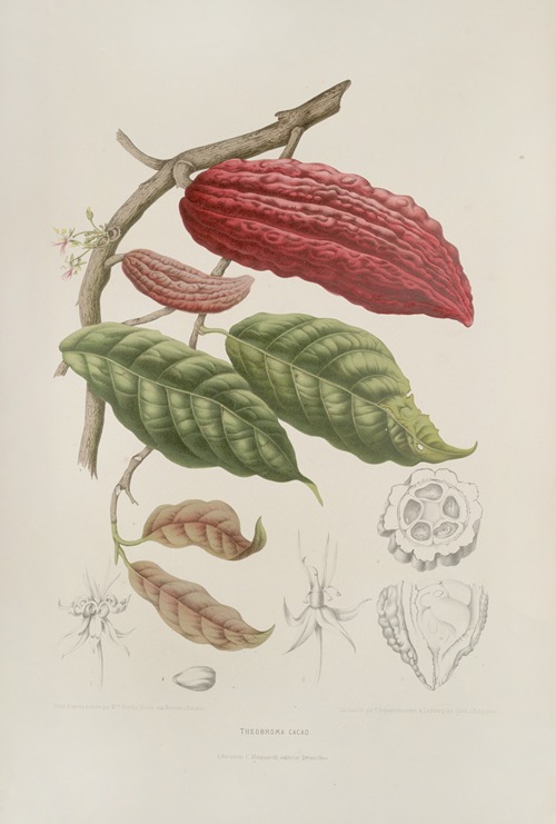 Fleurs, fruits et feuillages choisis de l’ille de Java Pl.04