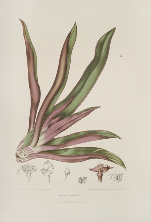 Fleurs, fruits et feuillages choisis de l’ille de Java Pl.05