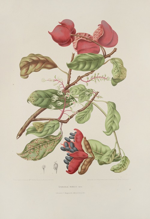 Fleurs, fruits et feuillages choisis de l’ille de Java Pl.11