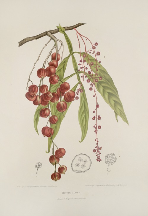 Fleurs, fruits et feuillages choisis de l’ille de Java Pl.12