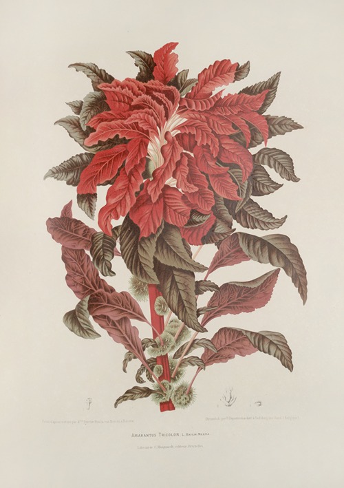 Fleurs, fruits et feuillages choisis de l’ille de Java Pl.13